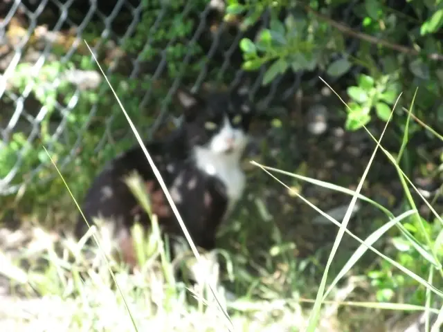 Help feed hungry homeless cats