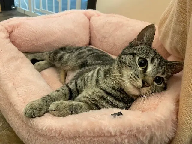 Volunteers Needed for Brand New Pet Resource Center!