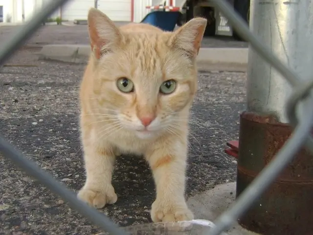 Cat Lover? Volunteer to Feed Our TNR Kitties