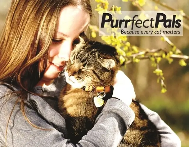 Love Cats? Volunteer With Purrfect Pals at our Arlington Shelter!