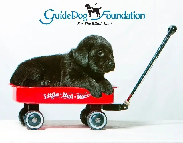 Puppy Raisers Needed in Washington, DC; Baltimore, Maryland and Northern Virginia