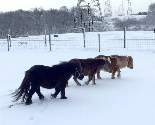 Horse rescue looking for volunteers