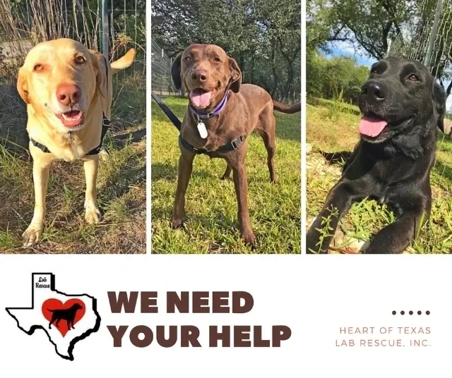 Foster Labradors In Need
