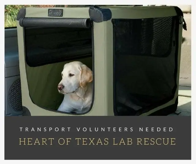 Transport Volunteer