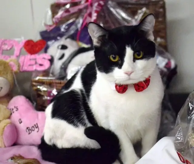 Cat Rescue - Foster homes needed for kittens thru adult cats!