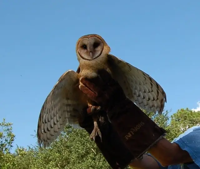 Help the Animals- volunteer