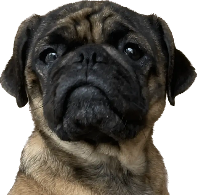 Pet Peace of Mind Volunteers Needed