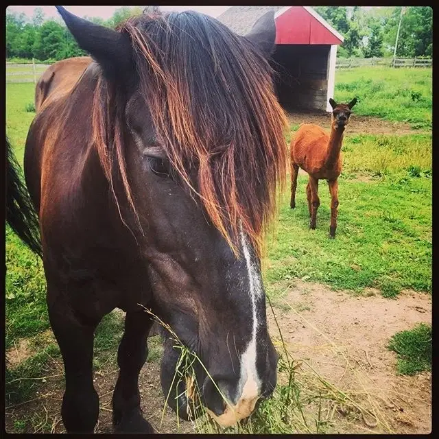Maybury Farm: Barn Farmhands