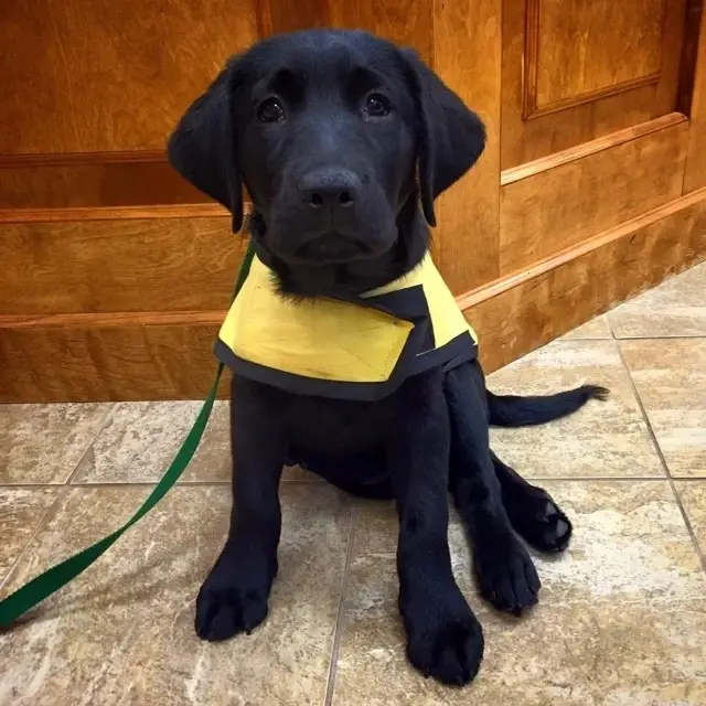 Start a puppy on its career as a guide or service dog.  Seeking volunteers to raise puppies!!