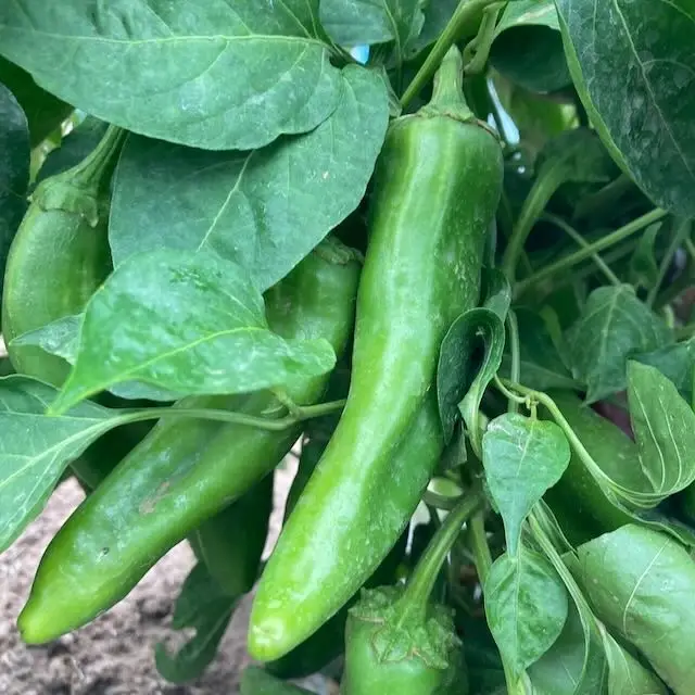 Help Fight Hunger in New Mexico! Planting 1,900 Chile Seedlings!