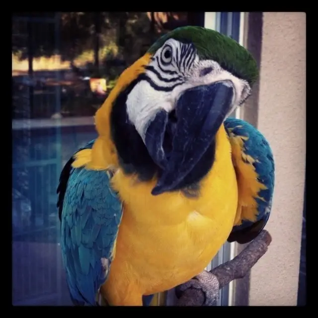 Our parrots love seniors!