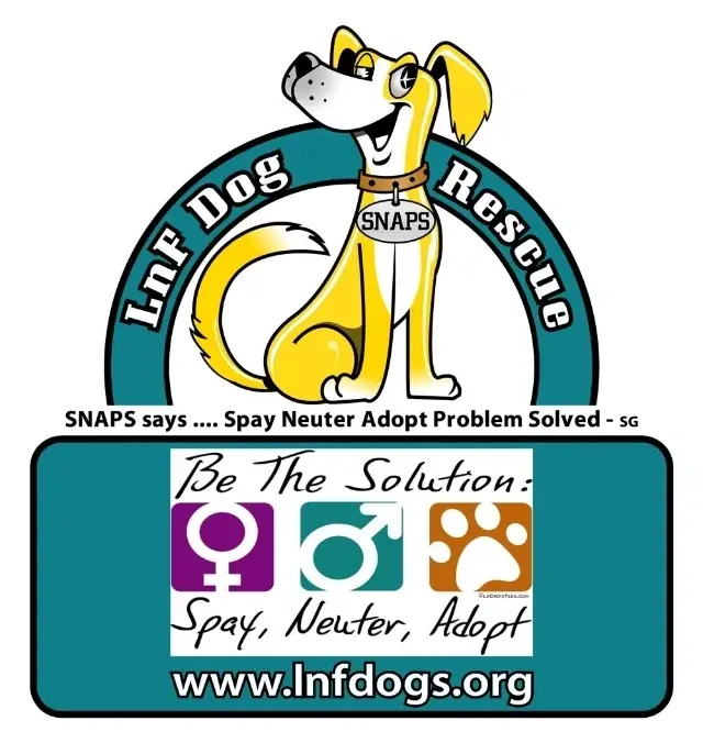 Basic Training & Playtime for Foster Dogs