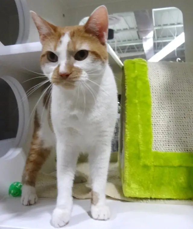 Cat Rescue - Cat Caretakers needed for Dulles PetSmart location