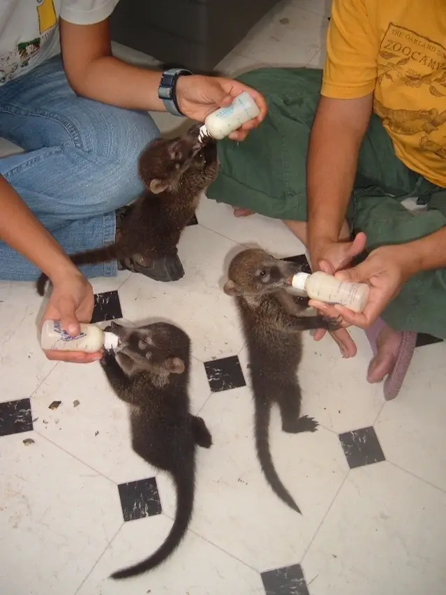 Rehabilitate Wildlife in Guatemala