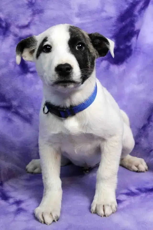 🐾 Volunteer as an Event Sign-in Specialist — Be the First Step in Every Adoption Journey!