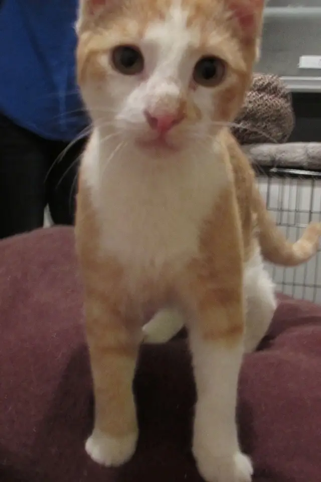 (Huntington, NY) Cat Caretakers needed for cat rescue!