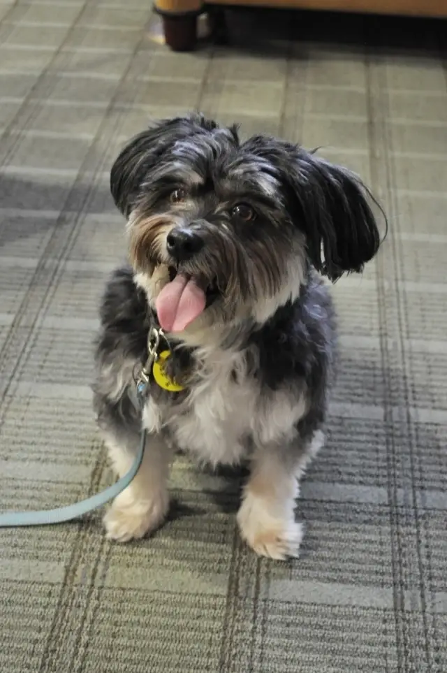 Pet Therapy Volunteers for Hospice Patients