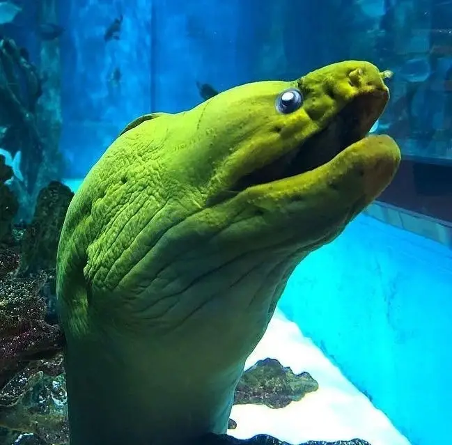 Volunteer with the Marine Exploration Center!