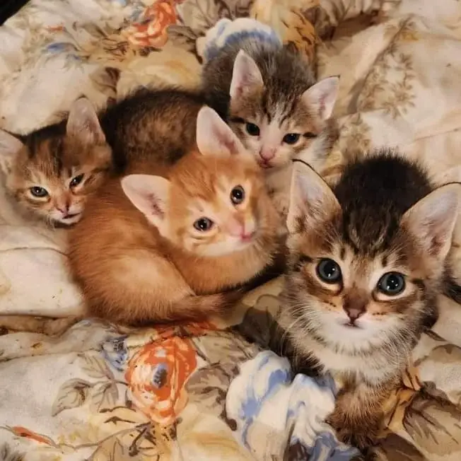 Kittens kittens kittens.....and more kittens..... & Cat Care - at the sanctuary