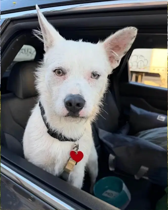 Volunteers for Dog Rescue