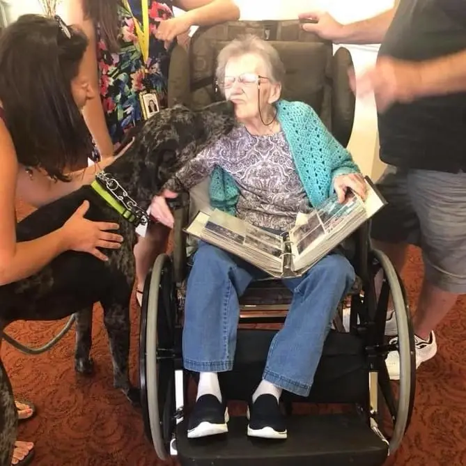 Join Our Pet Volunteer Team