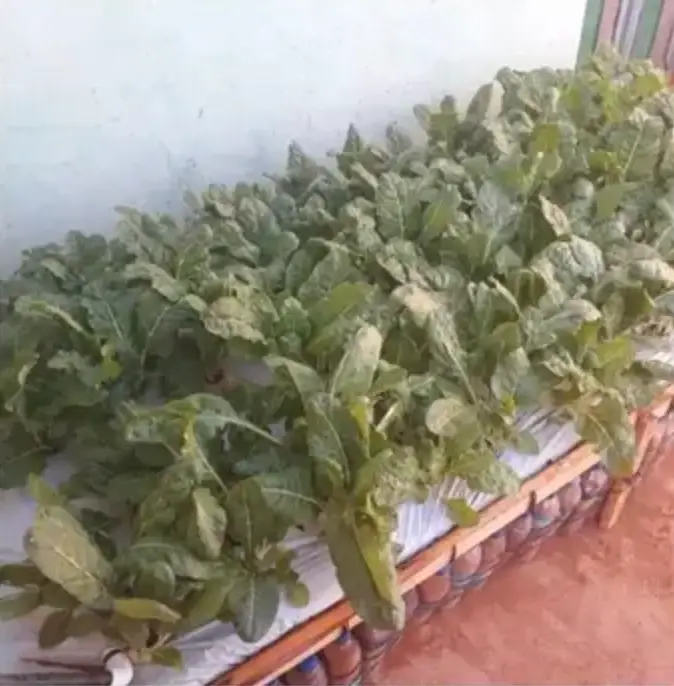 A raised garden bed thriving with green produce, constructed out of ecobricks.