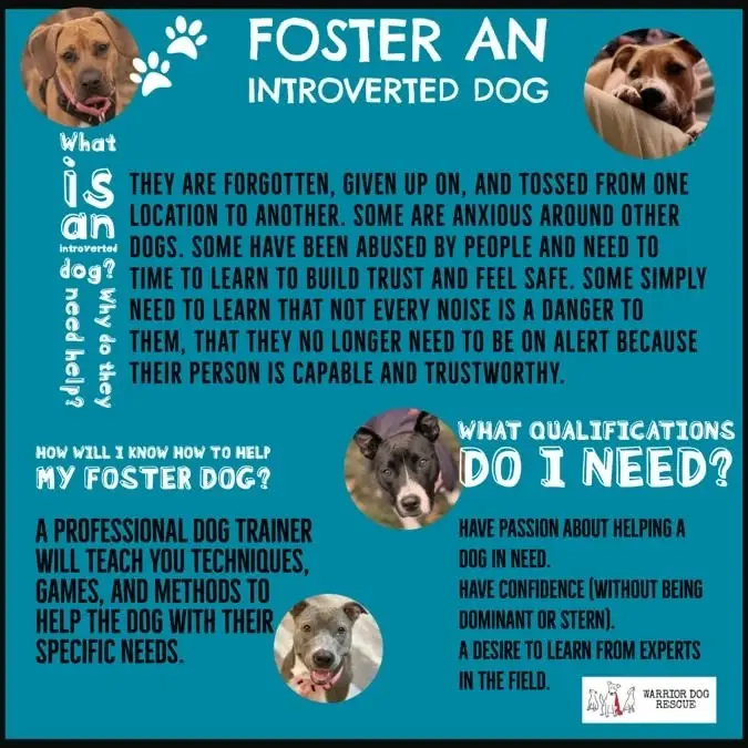 Learn Professional Dog Training Techniques by Fostering an Introverted Dog