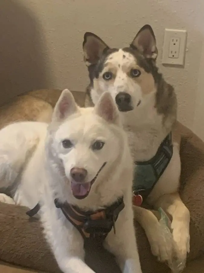 Dog Fosters needed! Paid opportunity