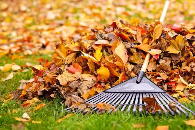 Leaf Raking for Seniors
