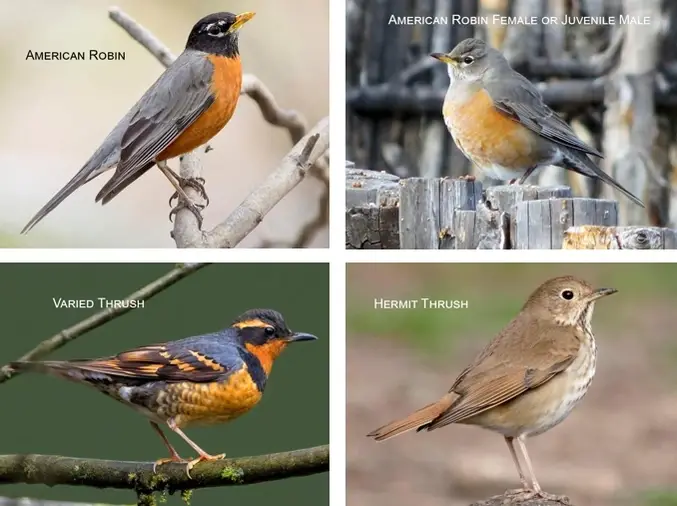 Birding Class & Workshop Instructors