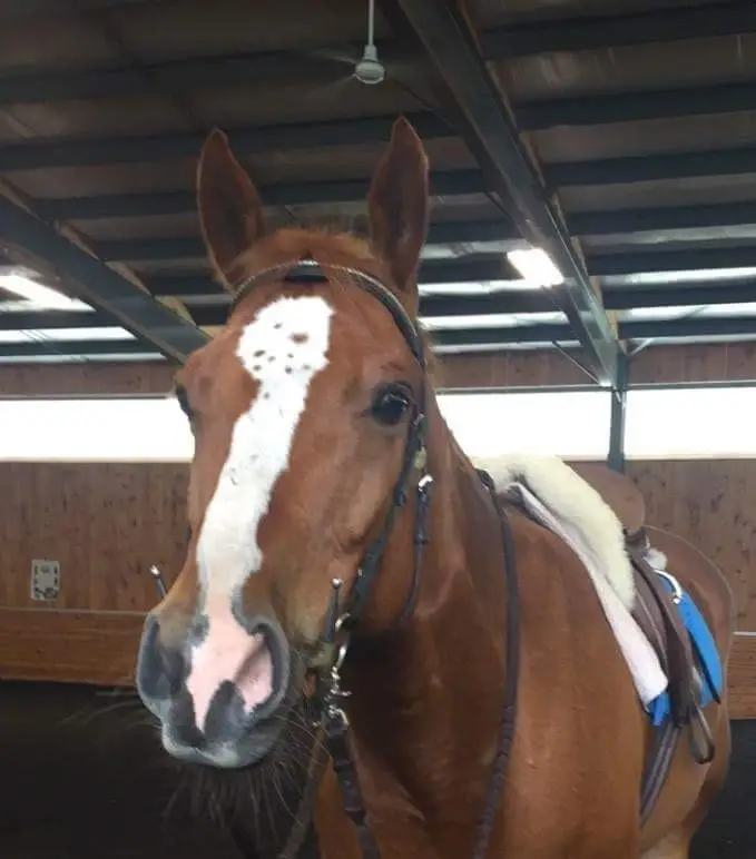 Manes and Motions Therapeutic Riding Center Volunteer-Horse Leader