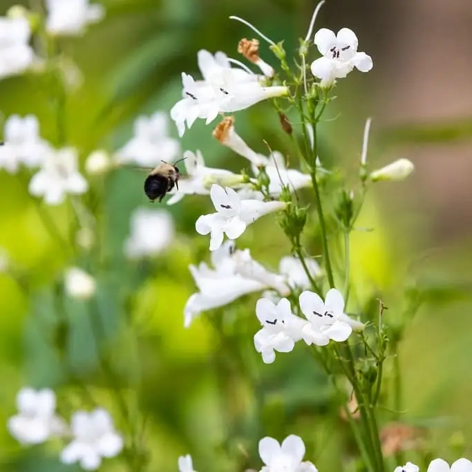 Native Gardeners at Russell-Mandel Preserve