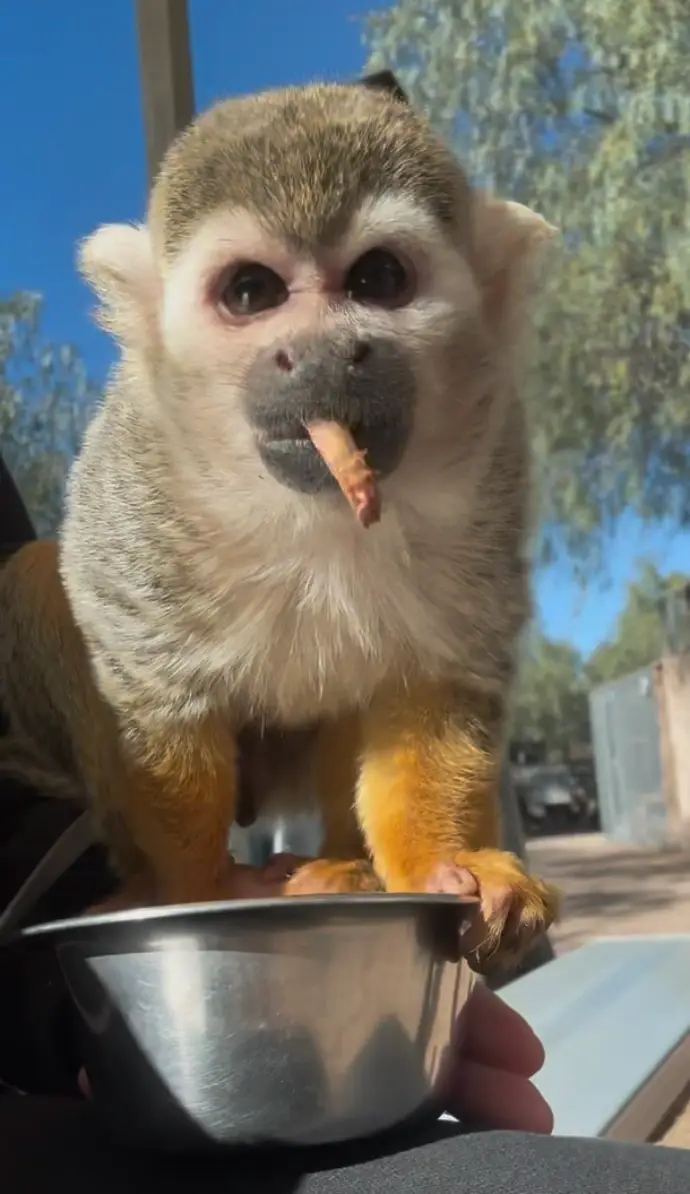 Animal Diet Specialist