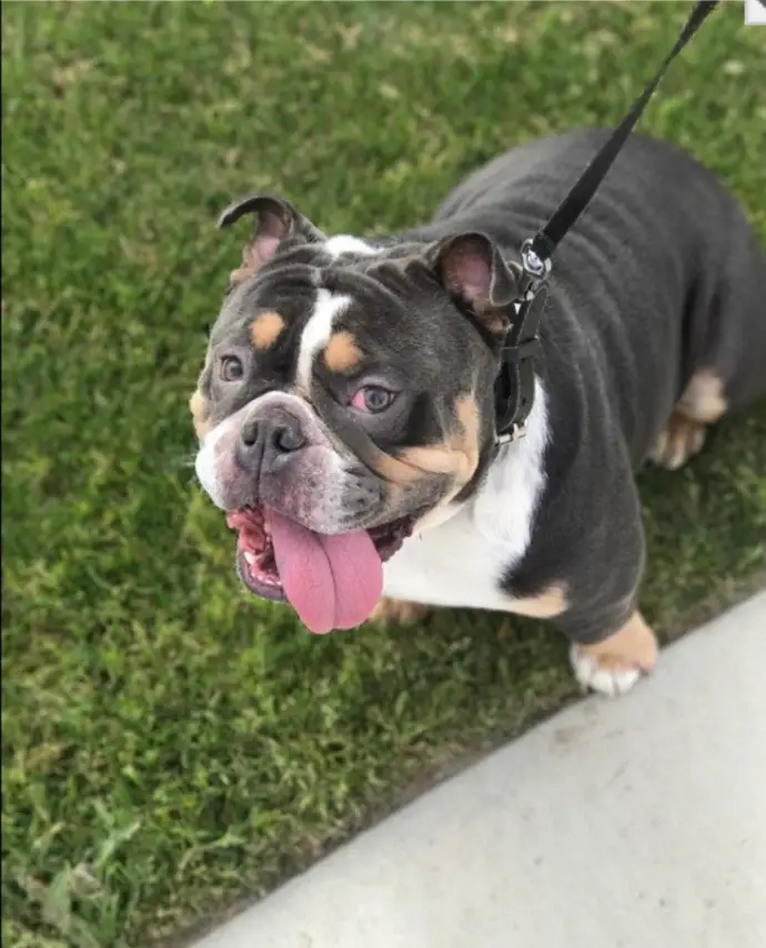 Foster A Dog for the Holidays!