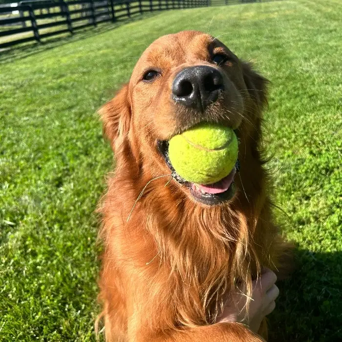 Tell us you won't mind playing with this pup! - Dog Socialization volunteers needed.