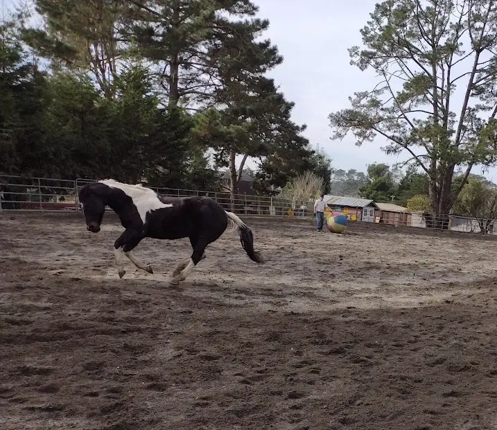Horse groomer and exerciser