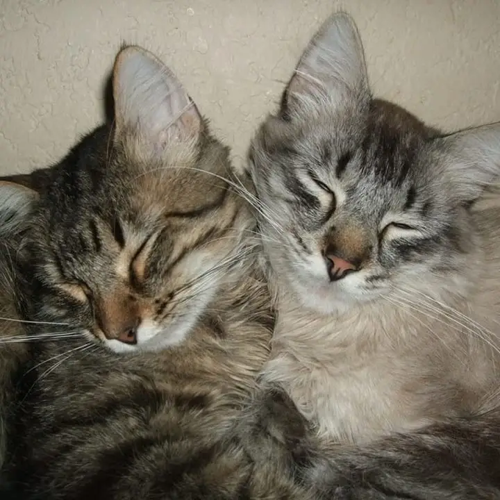 Do you Love Cats? Kennel cleaners, feeders and socializers needed