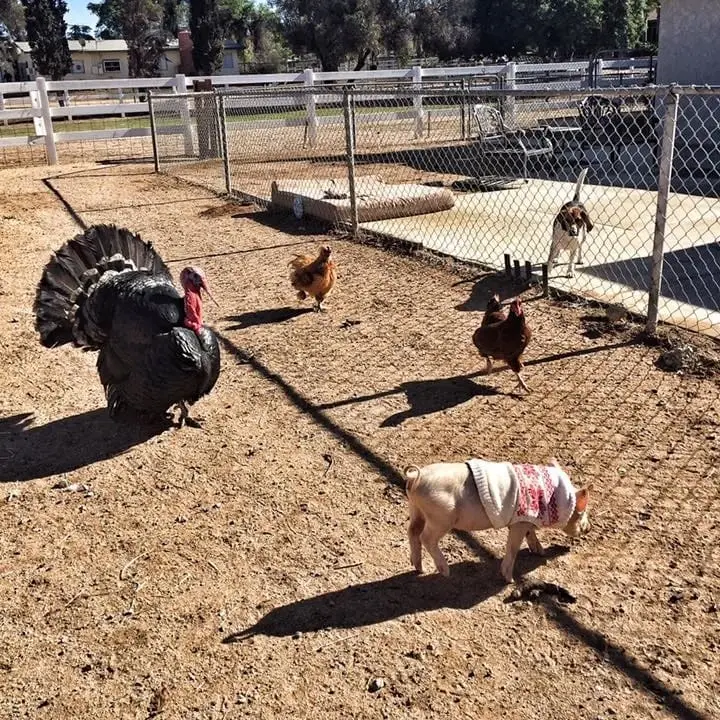 Volunteer with rescued farm animals