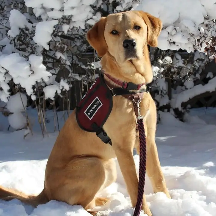 Board Member - Pawsitive Perspectives Assistance Dogs