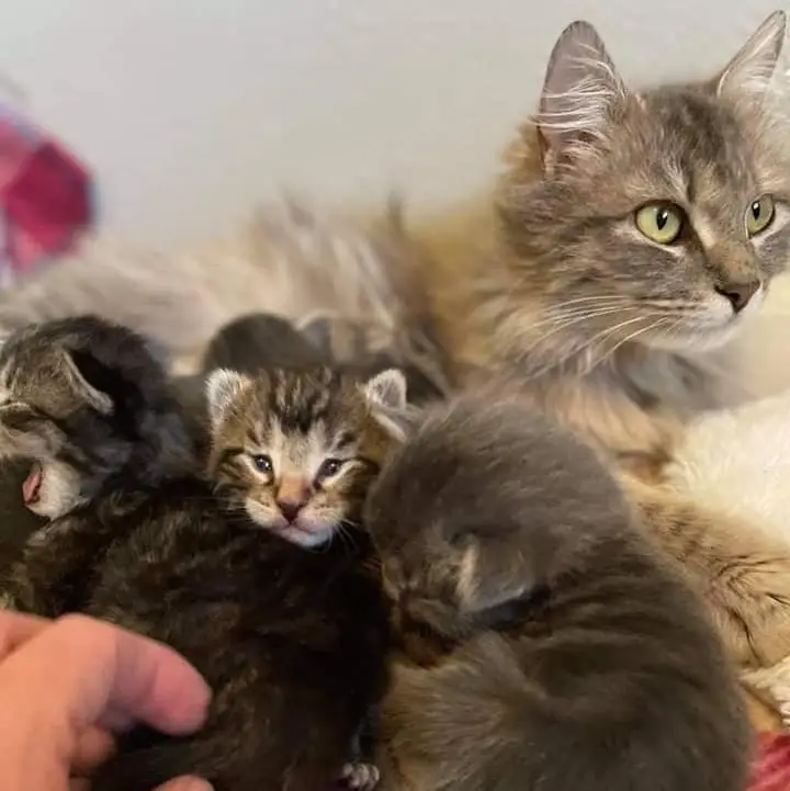Fostering Saves Lives!