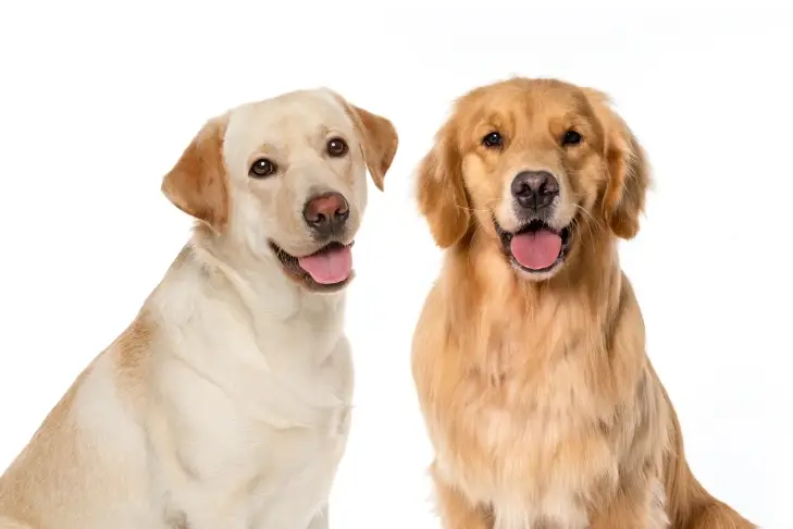Pet Therapy Dogs Truly Needed for Caring Visits