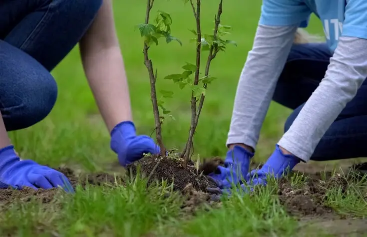 Two employees volunteering their time to plant trees.
