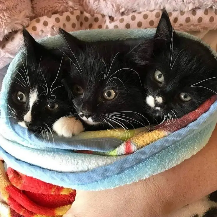 Cat & Kitten Fostering