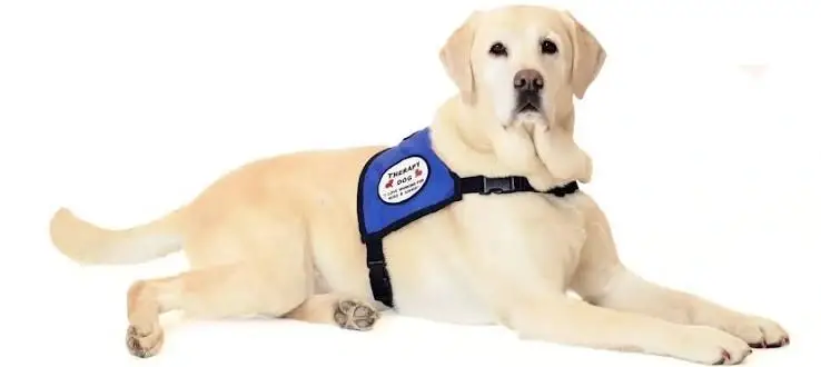 Join our Hospice Pet Therapy Program