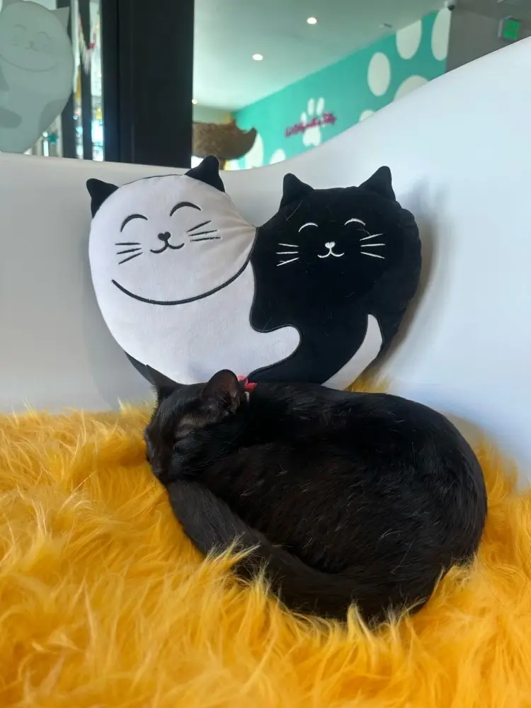 Cat Lounge Guest Relations Support