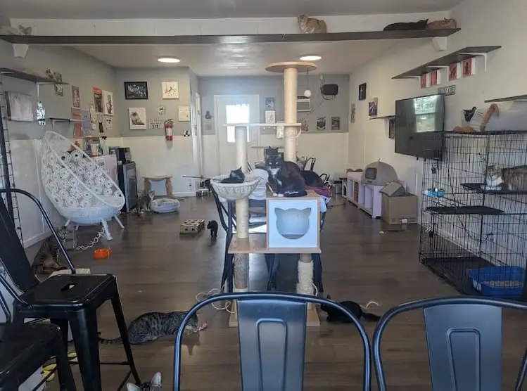 Cat Lounge Helper