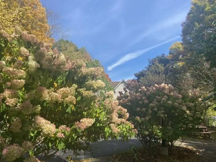 Comfort Care Volunteers