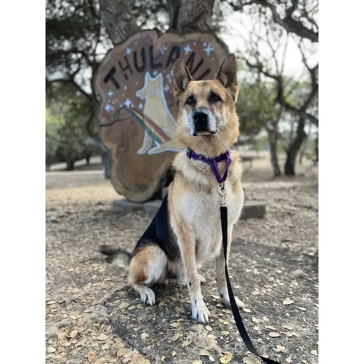 Content Creator – Giving Senior Shepherds a Voice