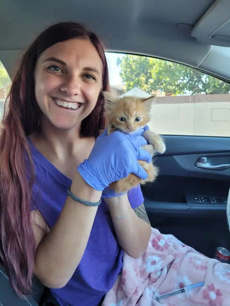 Cat or Kitten Foster