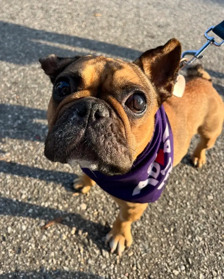 Hang out with a rescue dog for a day!